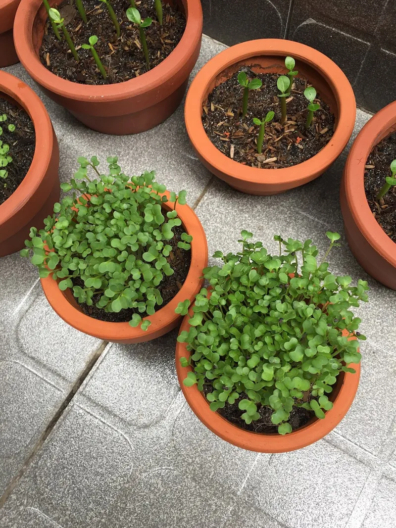 A Sprout on the Sill: Why the Smallest Garden Might Be the Kindest Habit You Start This Year
